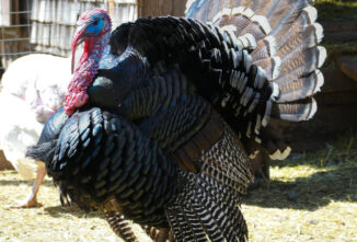 Hybrid Vs. Heritage Turkey Breeds